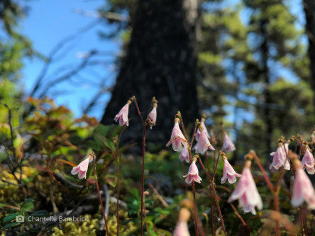 Twinflower; Linnaea borealis
