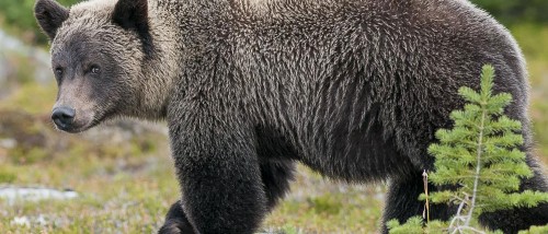 The Co-existence of a Threatened Population of Grizzly Bears with Quarry Mining in Alberta, Canada