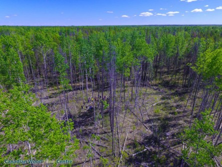 UAV shot of the group. Photo credit: Brent Joss, Natural Resources Canada: Canadian Wood Fibre Centre. UAV shot of the group. Photo credit: Brent Joss, Natural Resources Canada: Canadian Wood Fibre Centre.