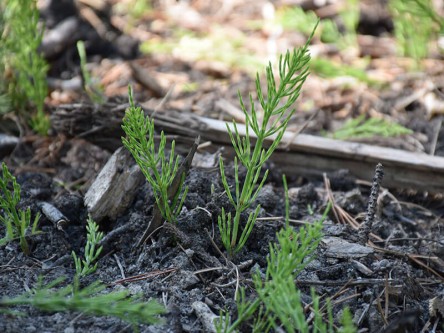 Stop 3: reforestation after the beetle. Testing different site preparation methods: mounding, mixing and scalping. Stop 3: reforestation after the beetle. Testing different site preparation methods: mounding, mixing and scalping.