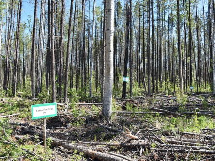 Stop 2: partial harvest systems designed to recover value, reduce stand risk and enhance rehabilitation efforts. Stop 2: partial harvest systems designed to recover value, reduce stand risk and enhance rehabilitation efforts.