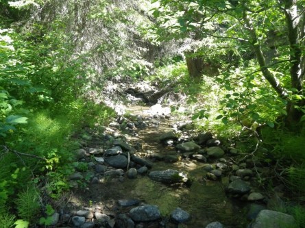 A healthy stream.
