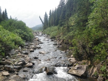 A healthy stream at risk.