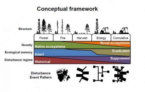 Comparing Cultural to Natural Disturbance Patterns
