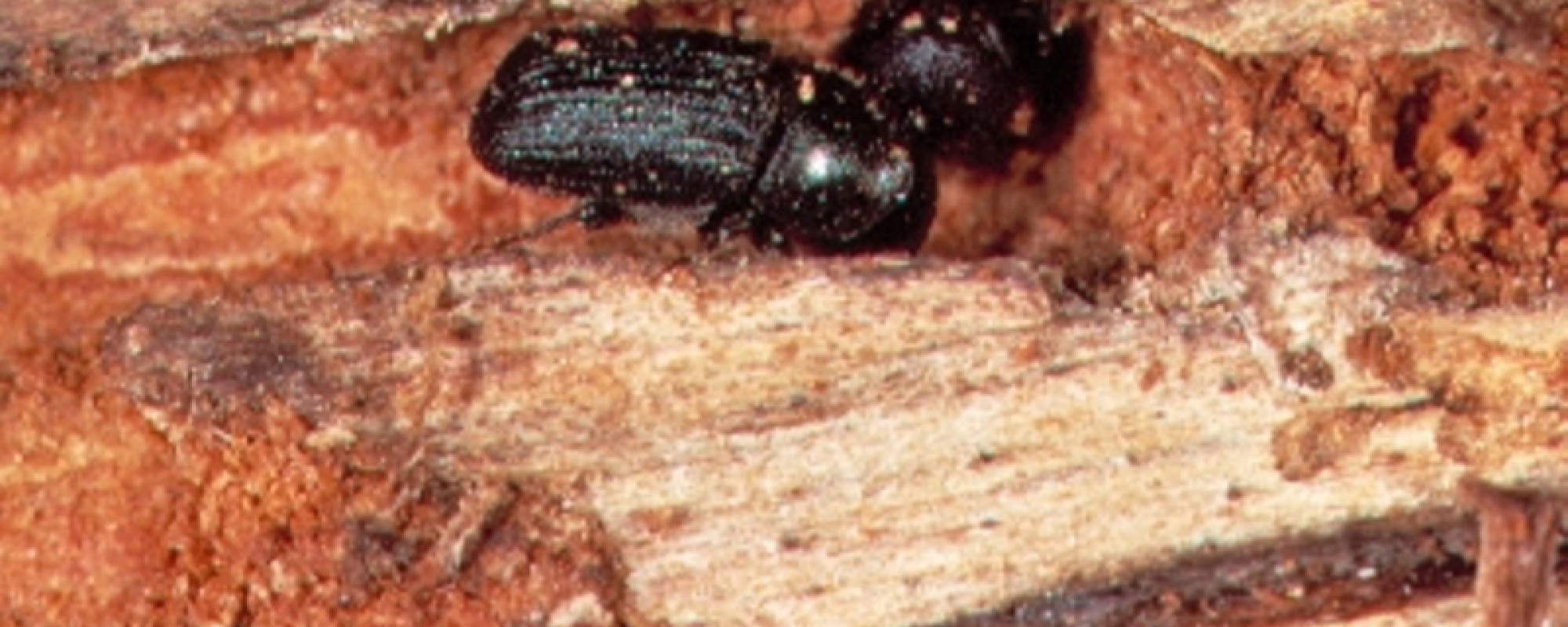 mountain pine beetle essays Find and download essays and research papers on beetle. mountain pine beetle essays Find and download essays and research papers on beetle.