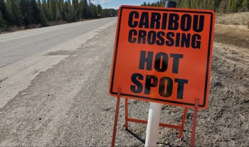 Sign saying Caribou Crossing Hot Spot
