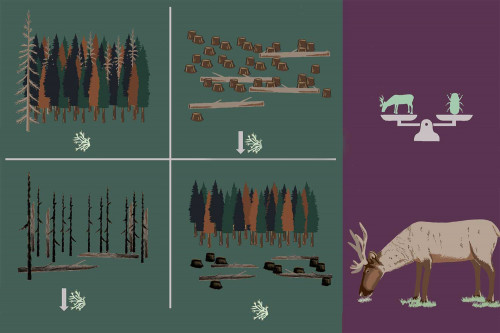 Controlling Mountain Pine Beetle While Mantaining Caribou Forage