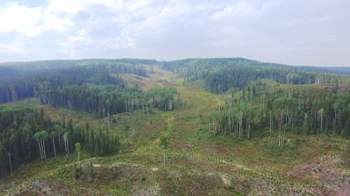 Aerial photo of a partially logged area with retention