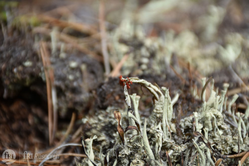 Caldonia lichen