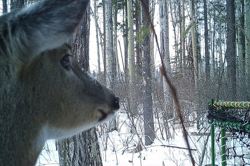 Trailcam pic of a deer looking at one of our Clover traps