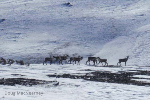 Caribou in a snowy landscape.
