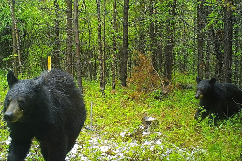 2 black bears in the woods