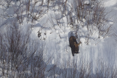 Aerial photo of a moose looking up