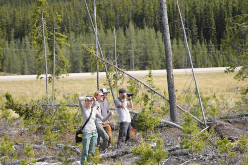 4 field crew members beside a road looking into the forest