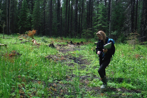 Biologist collecting data on vegetation at a single-tree cut and burn site