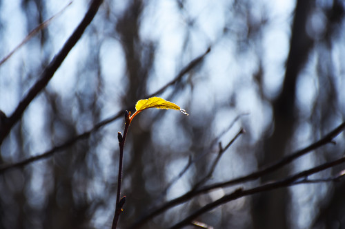 A willow leaf in the fall.