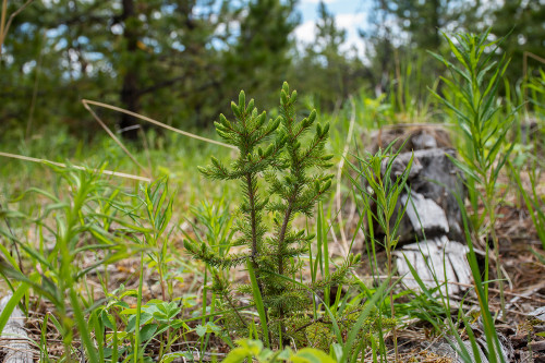 Conifer seedling in the wild