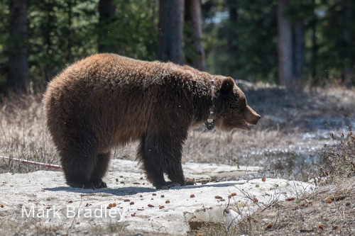 Grizzly bear with collar on road