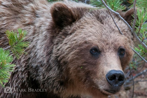 Grizzly bear. Photo credit: Mark Bradley