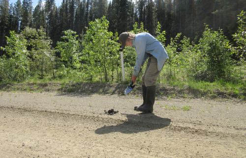 Shoveling bear scat off a gravel road
