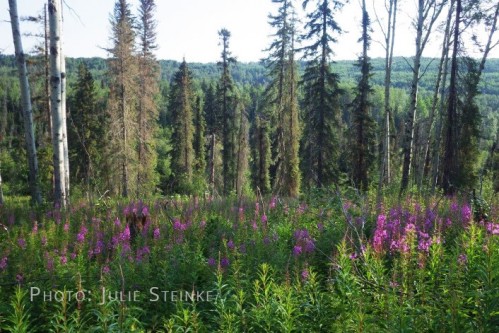 Wildflowers in the boreal forest of west-central Alberta.