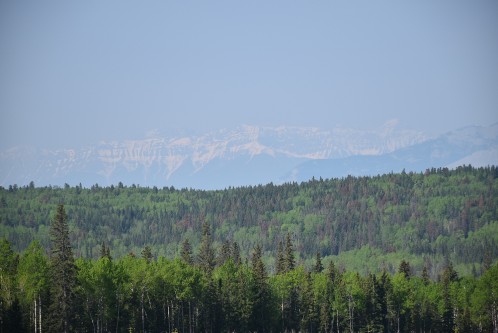 Foothills landscape with mountain pine beetle attack.
