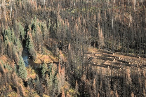 Aerial photo of a non-high severity wildfire in Virginia Hills