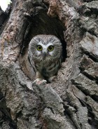 Northern Saw-whet Owl