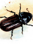 watercolour drawing of a mountain pine beetle