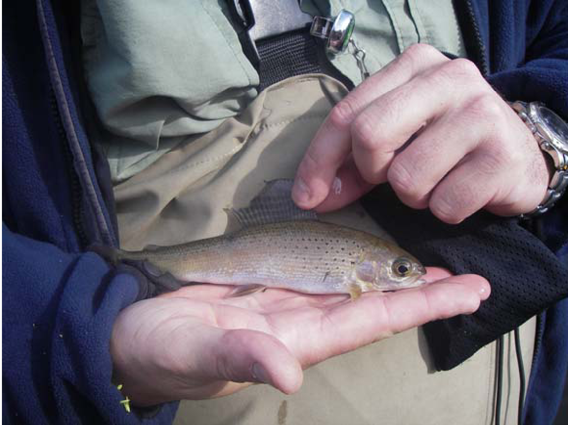 arctic grayling with clipped fin