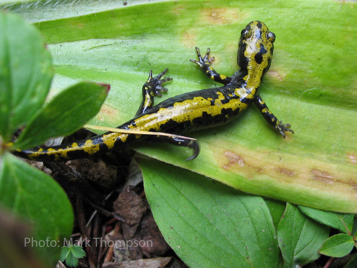 long toed salamander on a leaf photo by Mark Thompson