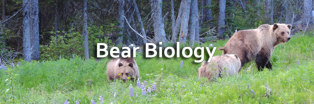 Bear Biology