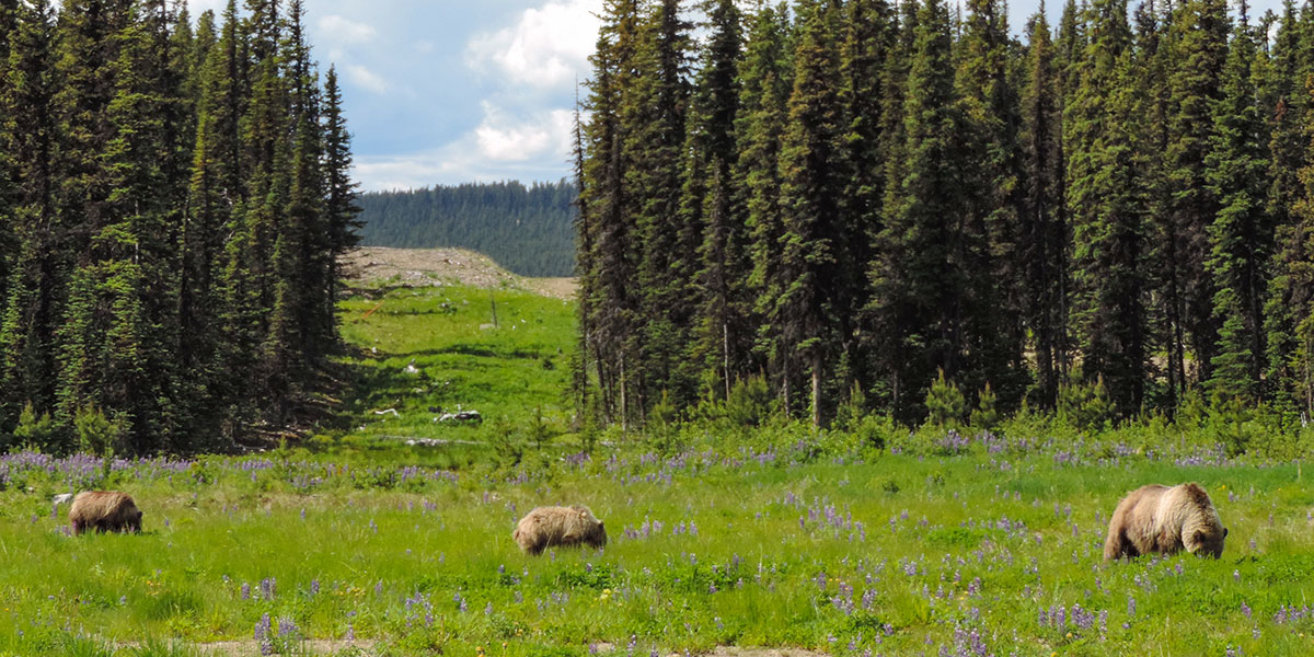 3 grizzly bears in a meadow in Kakwa