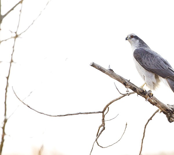 northern goshawk on a branch