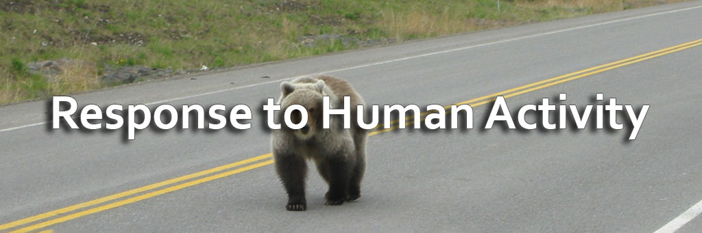 Grizzly Bear Response to Human Activity
