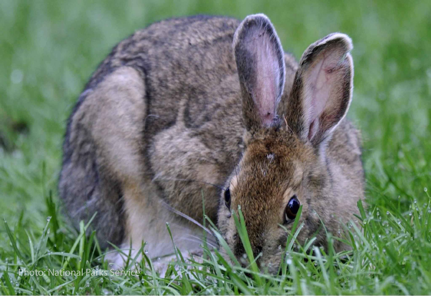 snow shoe hare photo from national parks service