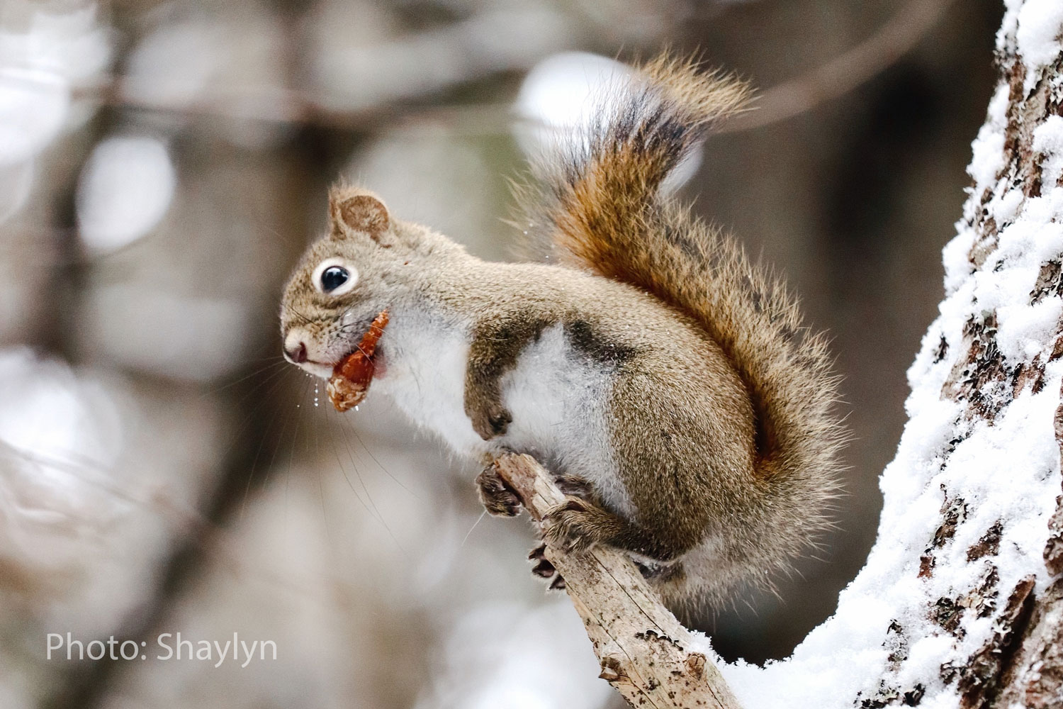 red squirrel photo by shaylyn