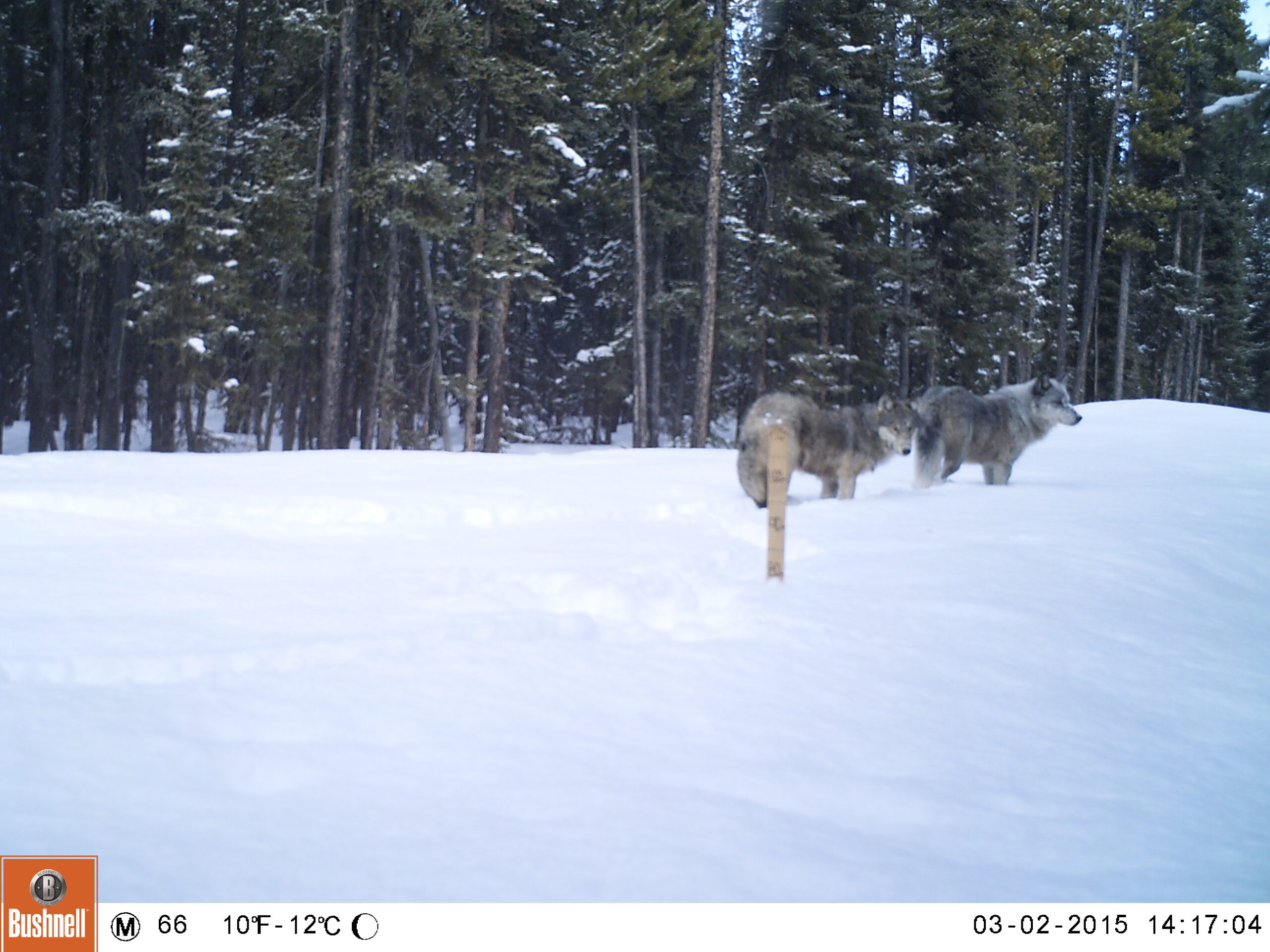 wolves in a snowy forest