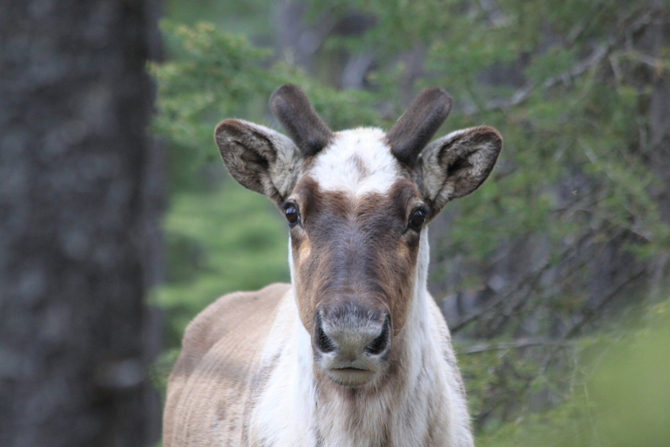 young caribou