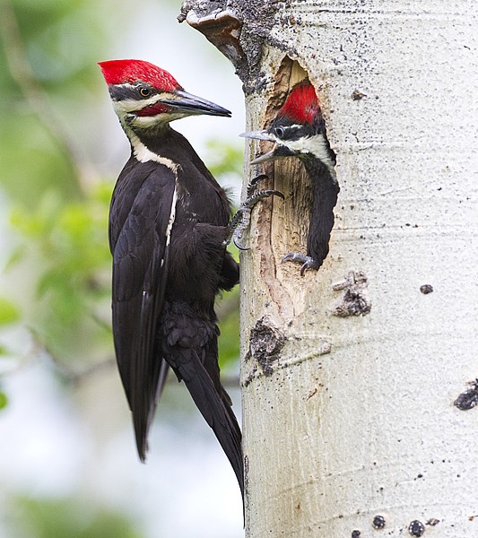 pileated woodpeckers nesting cavity in a tree