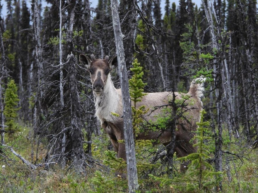 a young caribou in the forest