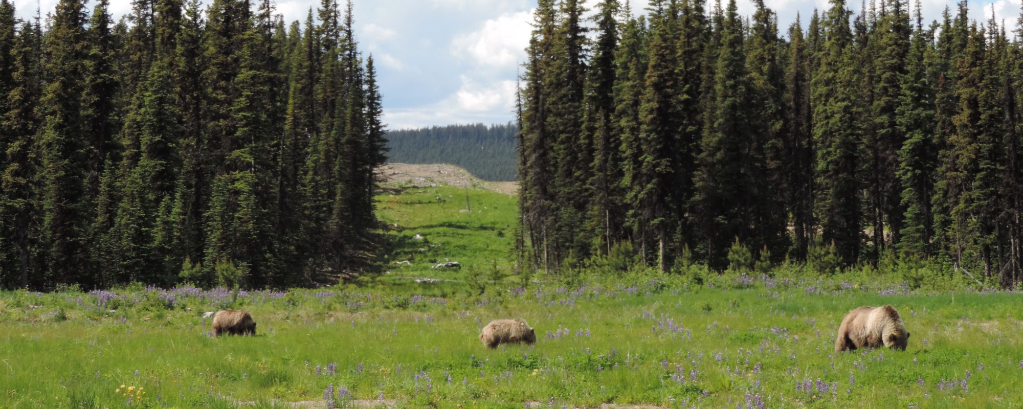 grizzly bears in a meadow near a cutblock