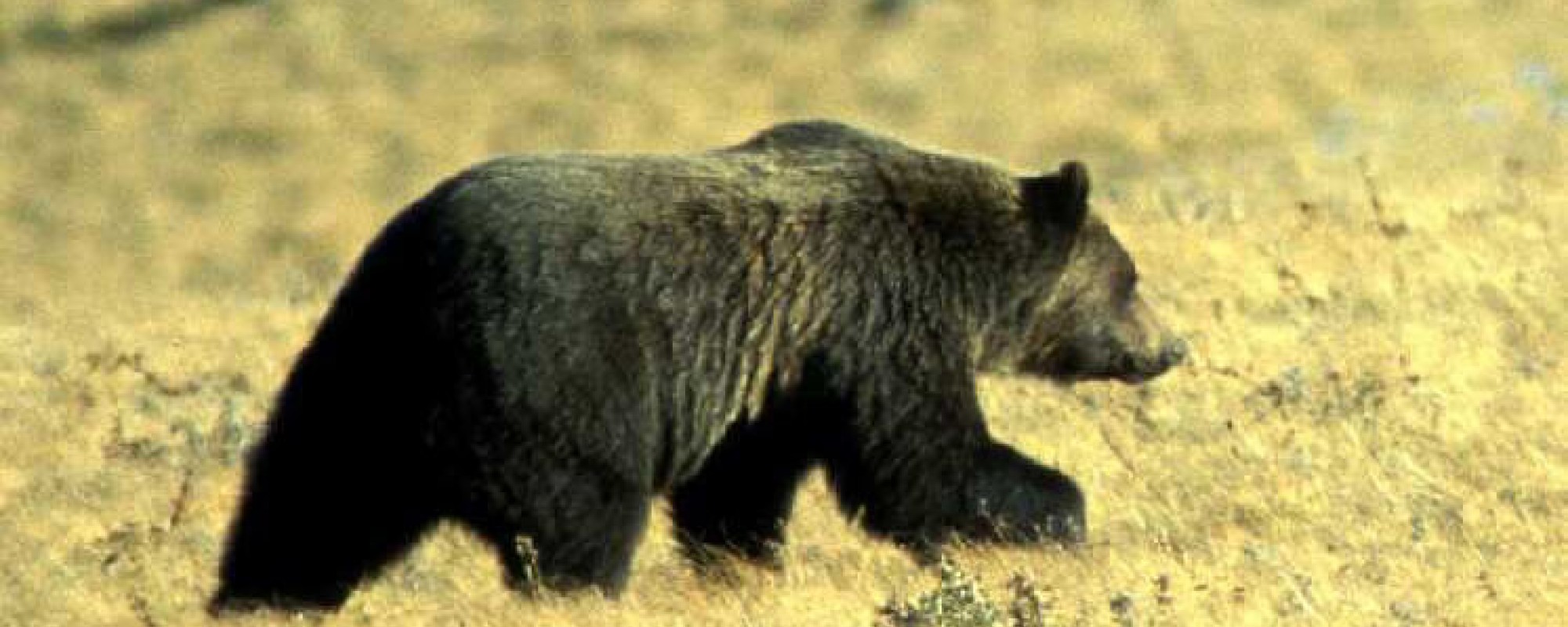 grizzly bear walking in a field