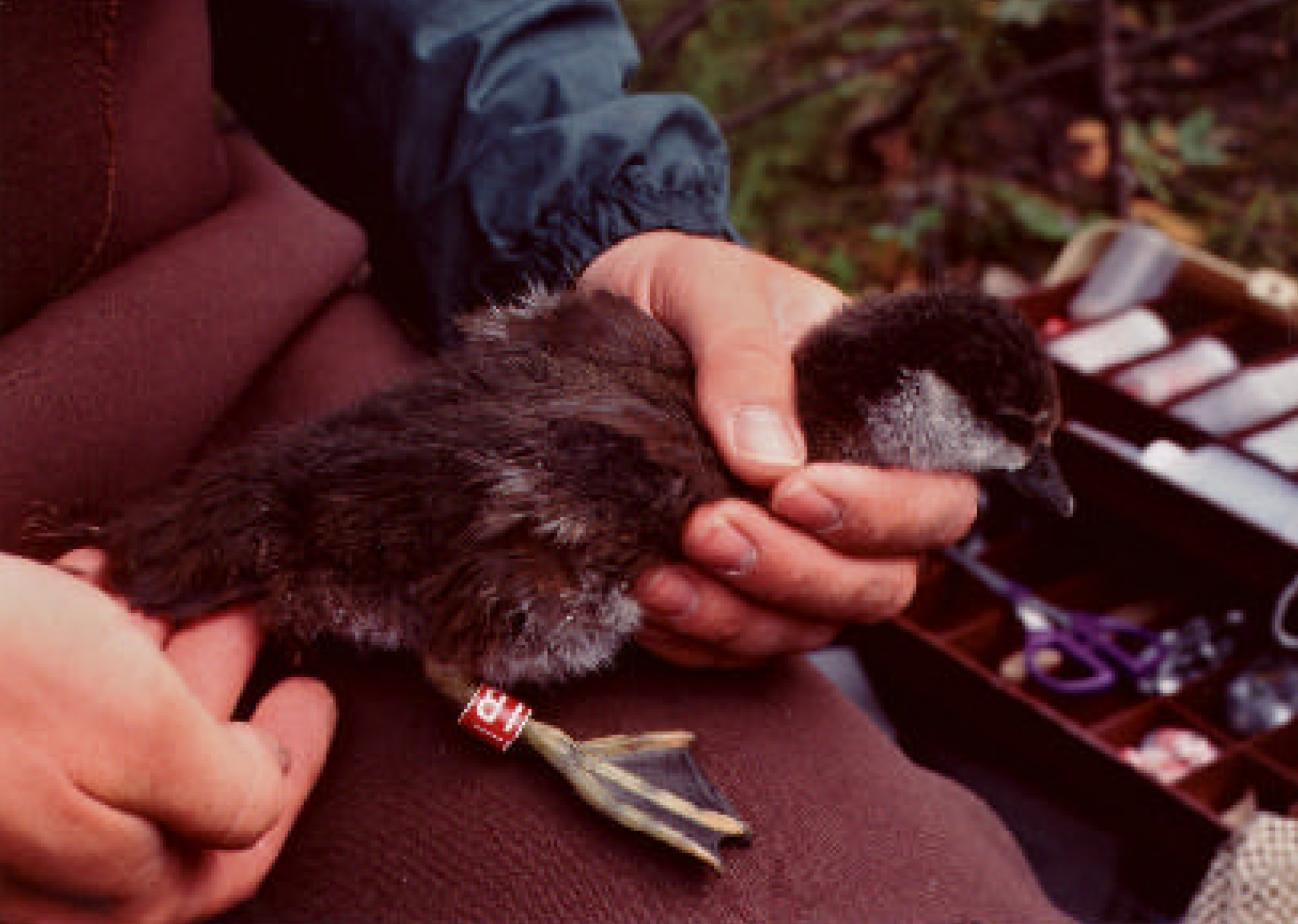 biologist holding a captured duck with a leg band