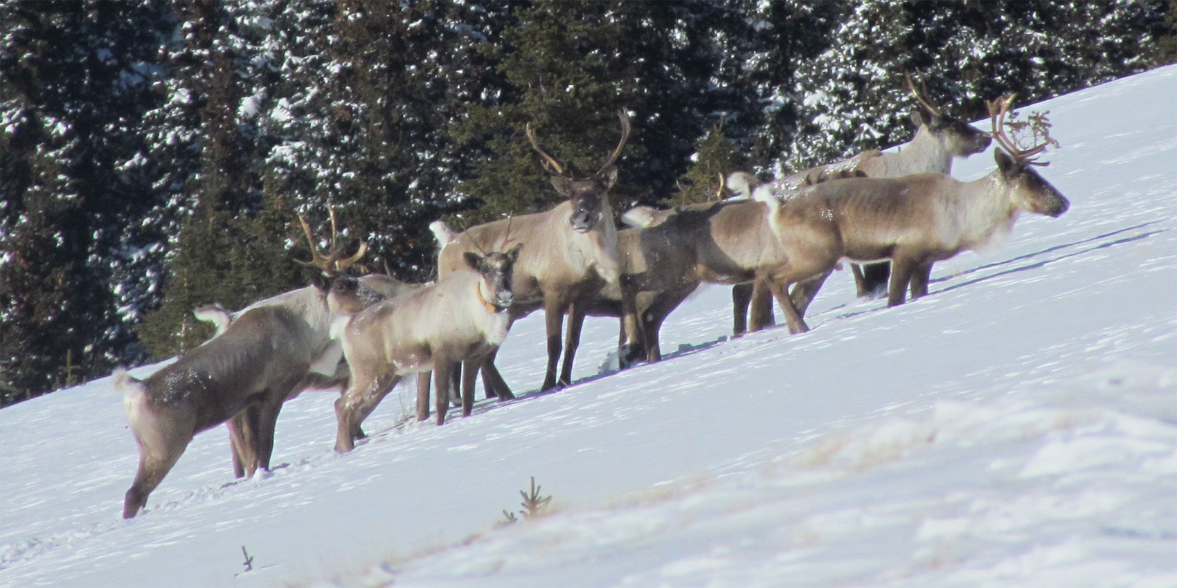 group caribou walking up a snowy hillside photo by doug macnearney