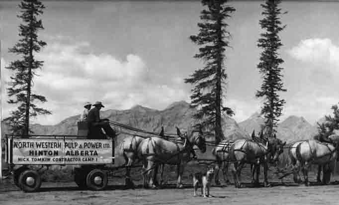 A historical photo of a team of horses pulling a wagon with the words 'North Western Pulp & Power Ltd. Hinton, Alberta. Nick Tomkiw Contractor Camp.