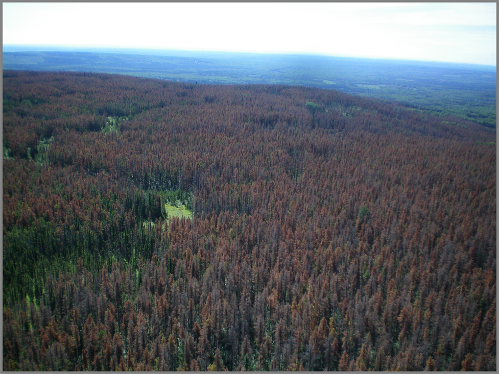 Aerial image of a mountain pine beetle-killed forest. Red trees are scattered throughout the forest.