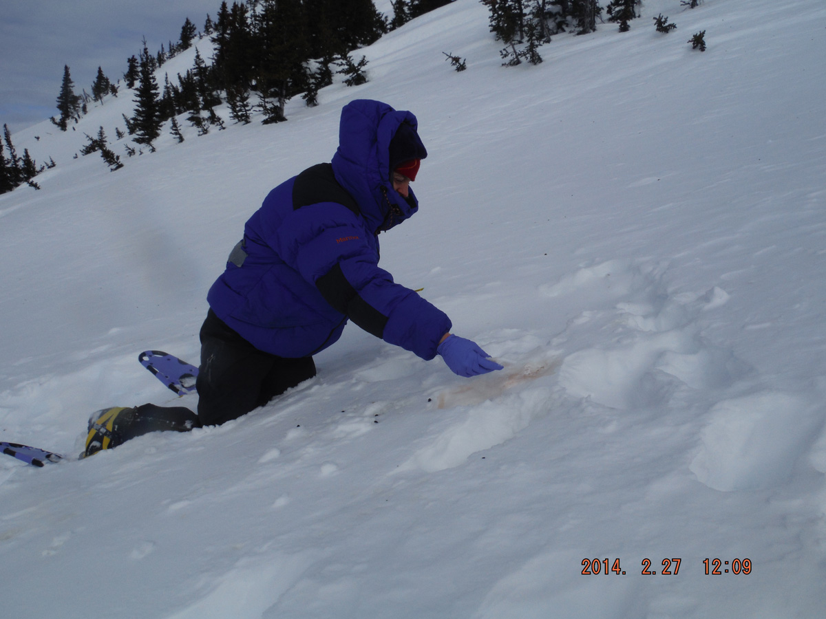 A Biologist collects frozen caribou fecal pellets on a snowy mountainside.