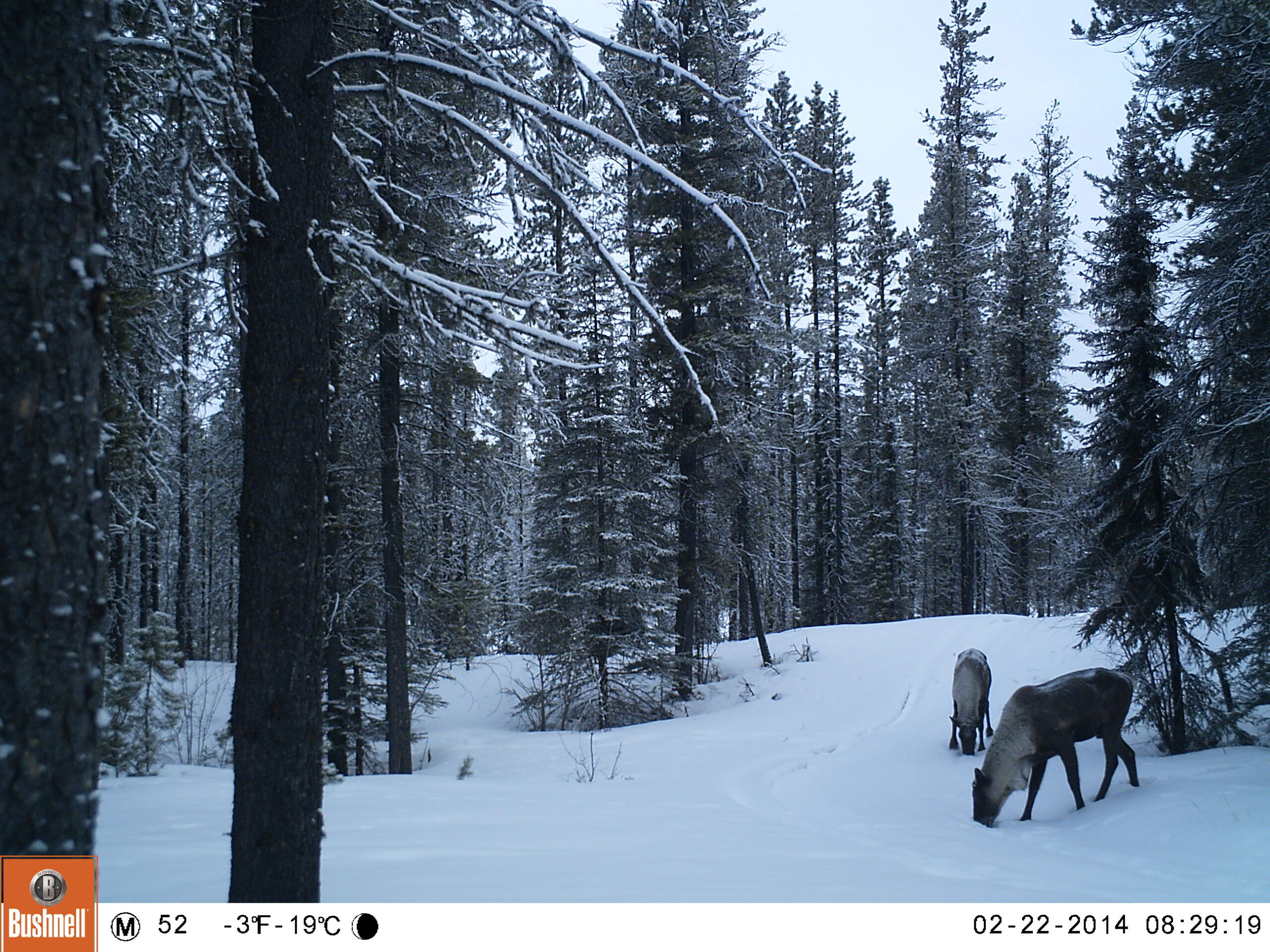 Trailcamera photo of a caribou in a snowy forest