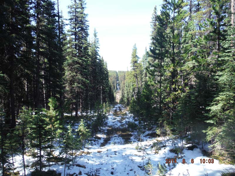 Image of a cutline through an evergreen forest in the wintertime.